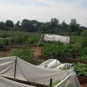 Garden Overview 4