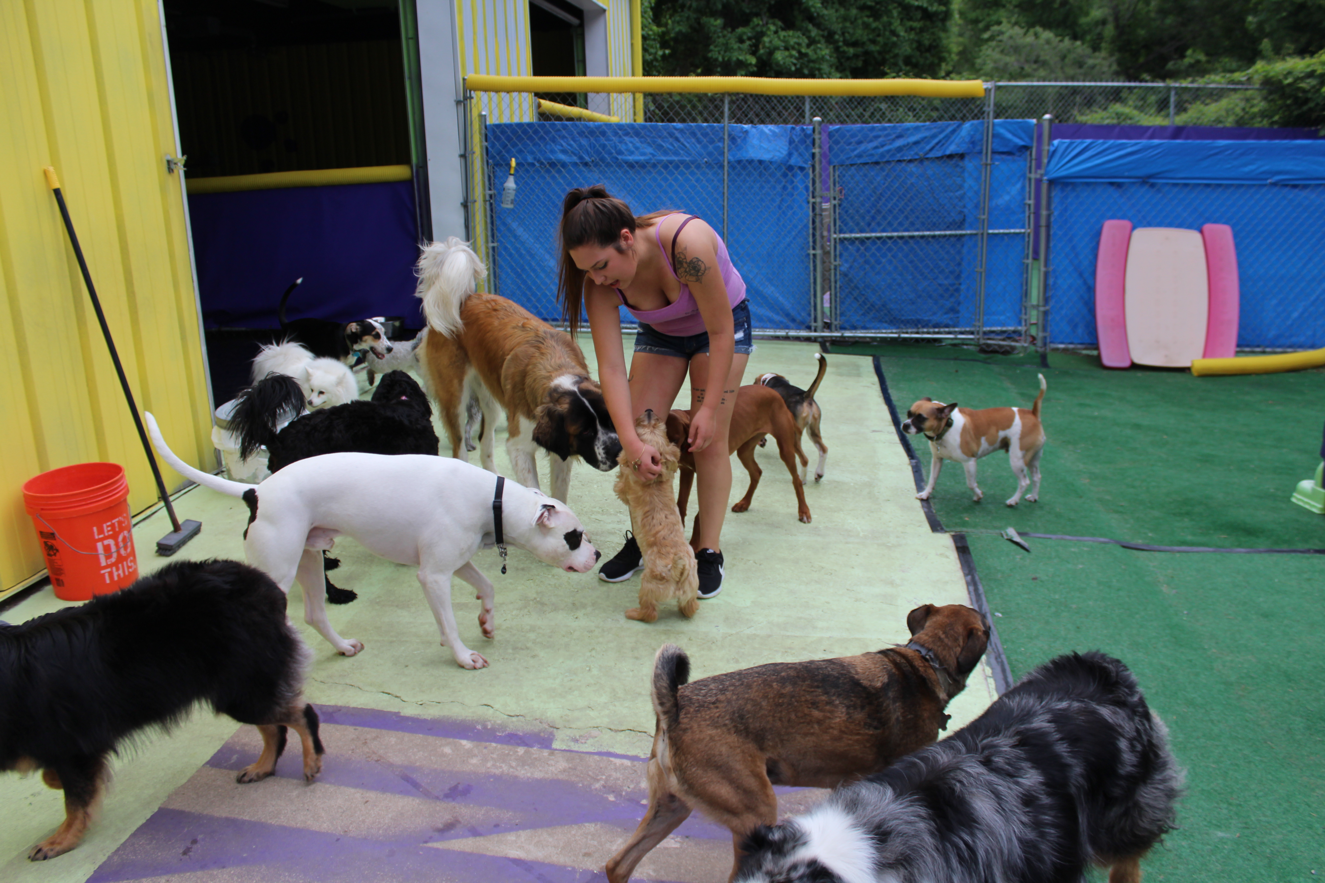 Central store bark daycare